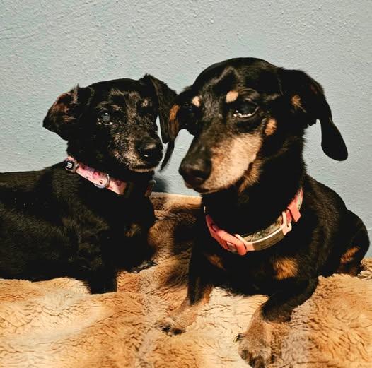 Abby and Violet, a Adoptable Dachshund in Sioux Falls, SD image 2/2