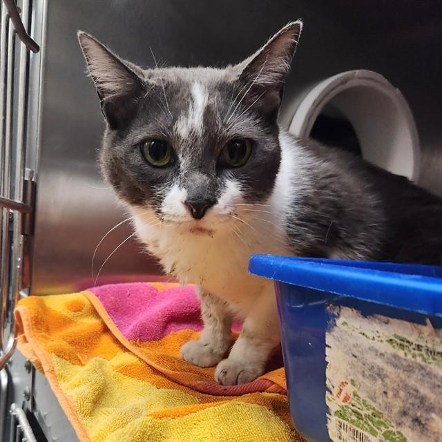 Enlarge A564443, a Adoptable Domestic Short Hair in Huntsville, AL image 1/1