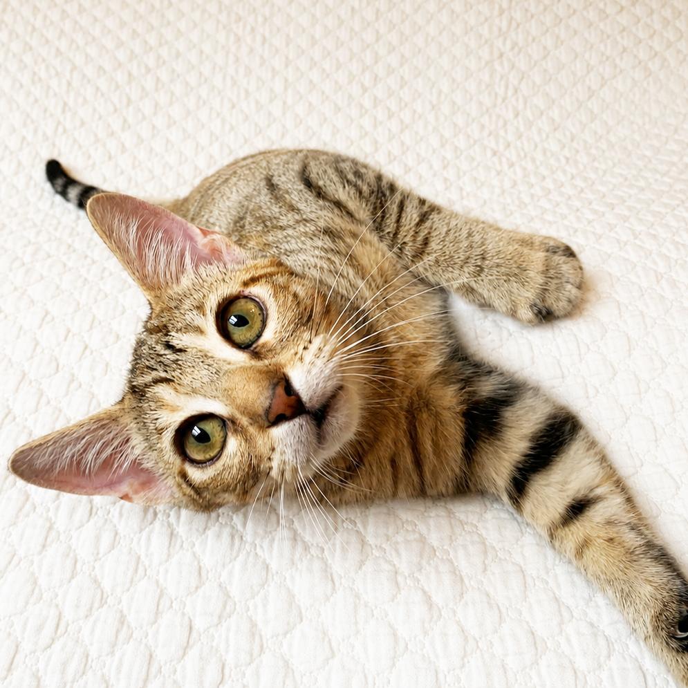 Finn, Adoptable, Young Male Domestic Short Hair.