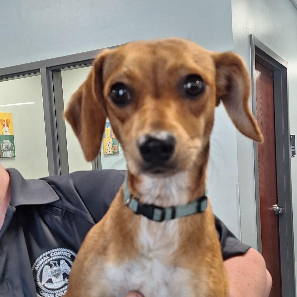 Bella, Adoptable, Young Female Terrier.