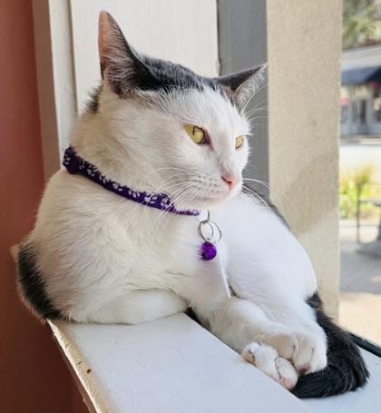 Enlarge Lil (Pounce Cat Cafe), a Adoptable mixed breed in Savannah, GA image 1/3