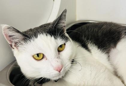 Enlarge Lil (Pounce Cat Cafe), a Adoptable mixed breed in Savannah, GA image 2/3