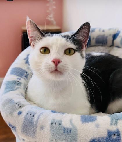 Enlarge Lil (Pounce Cat Cafe), a Adoptable mixed breed in Savannah, GA image 3/3