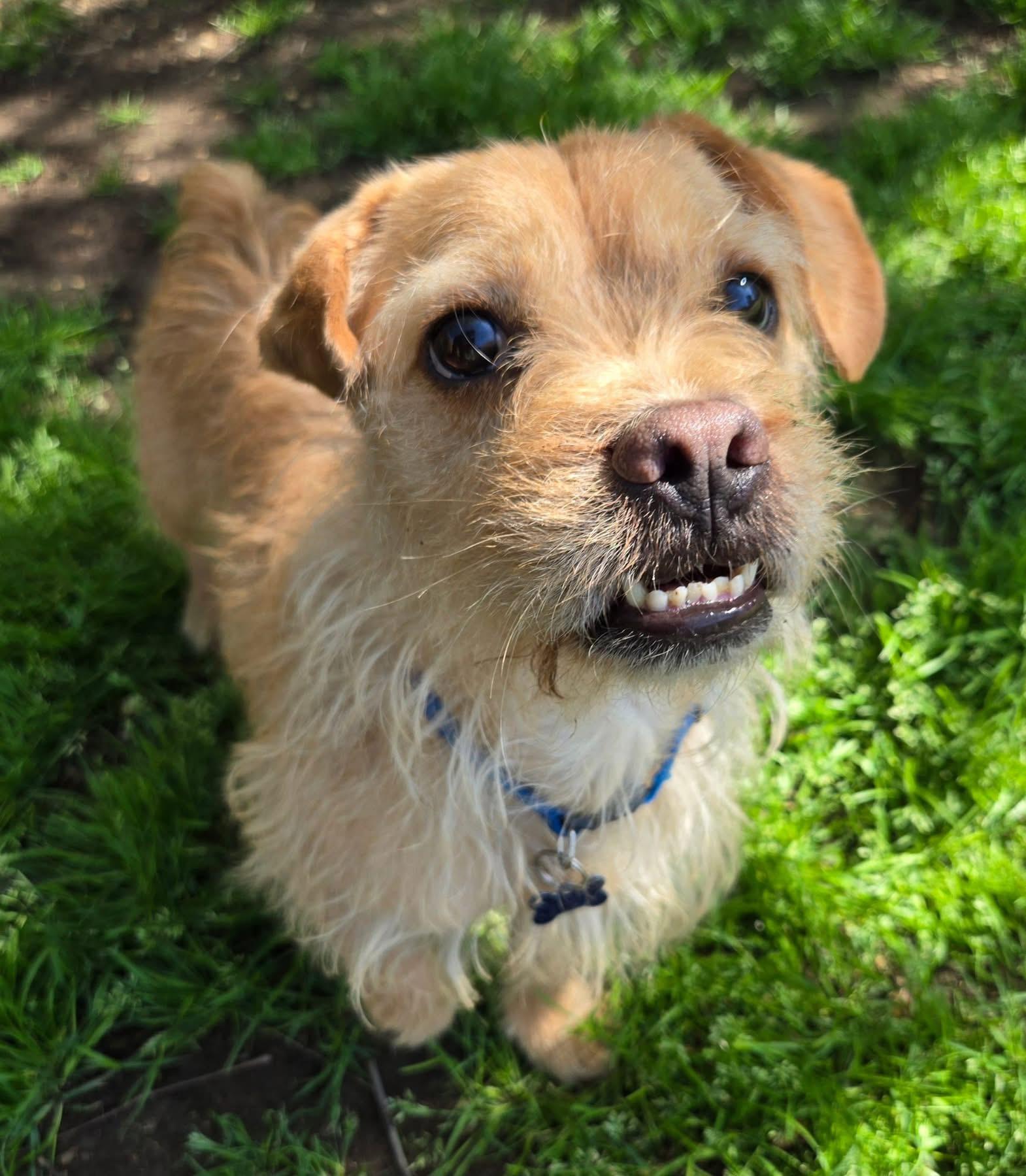 SCRUFFY, a Adoptable Norfolk Terrier in Grand Prairie, TX image 1/4