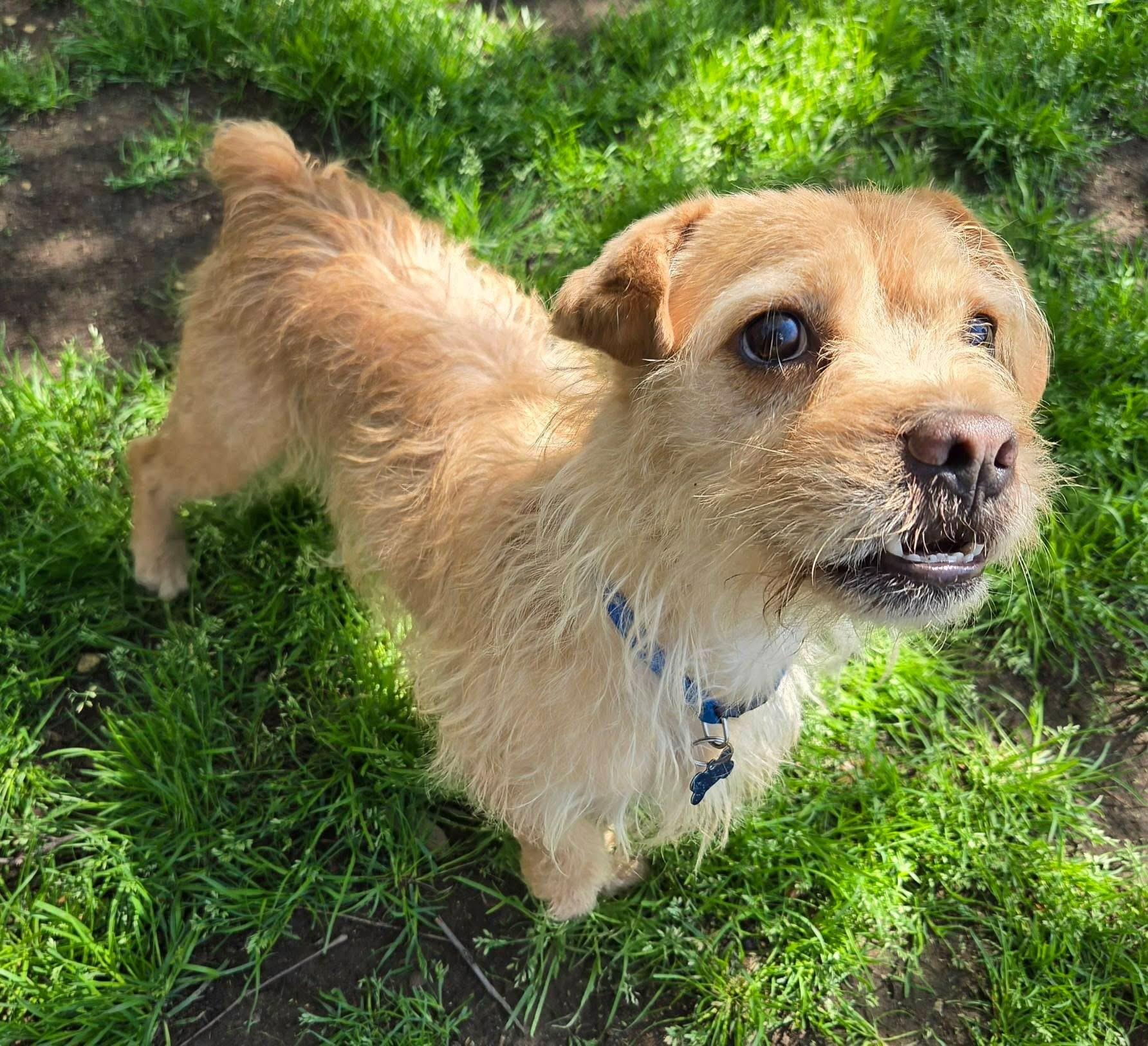 SCRUFFY, a Adoptable Norfolk Terrier in Grand Prairie, TX image 2/4