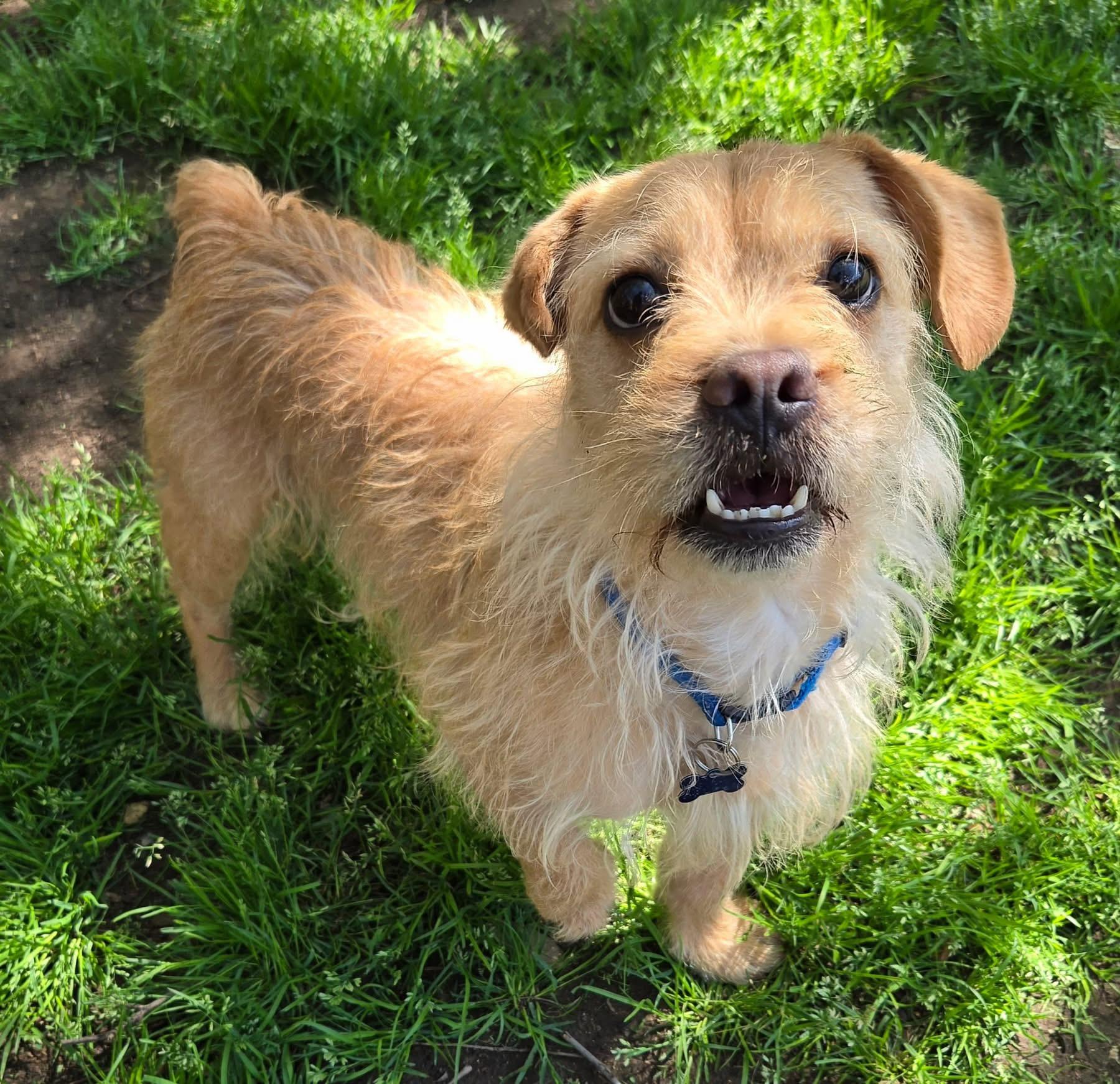 SCRUFFY, a Adoptable Norfolk Terrier in Grand Prairie, TX image 3/4