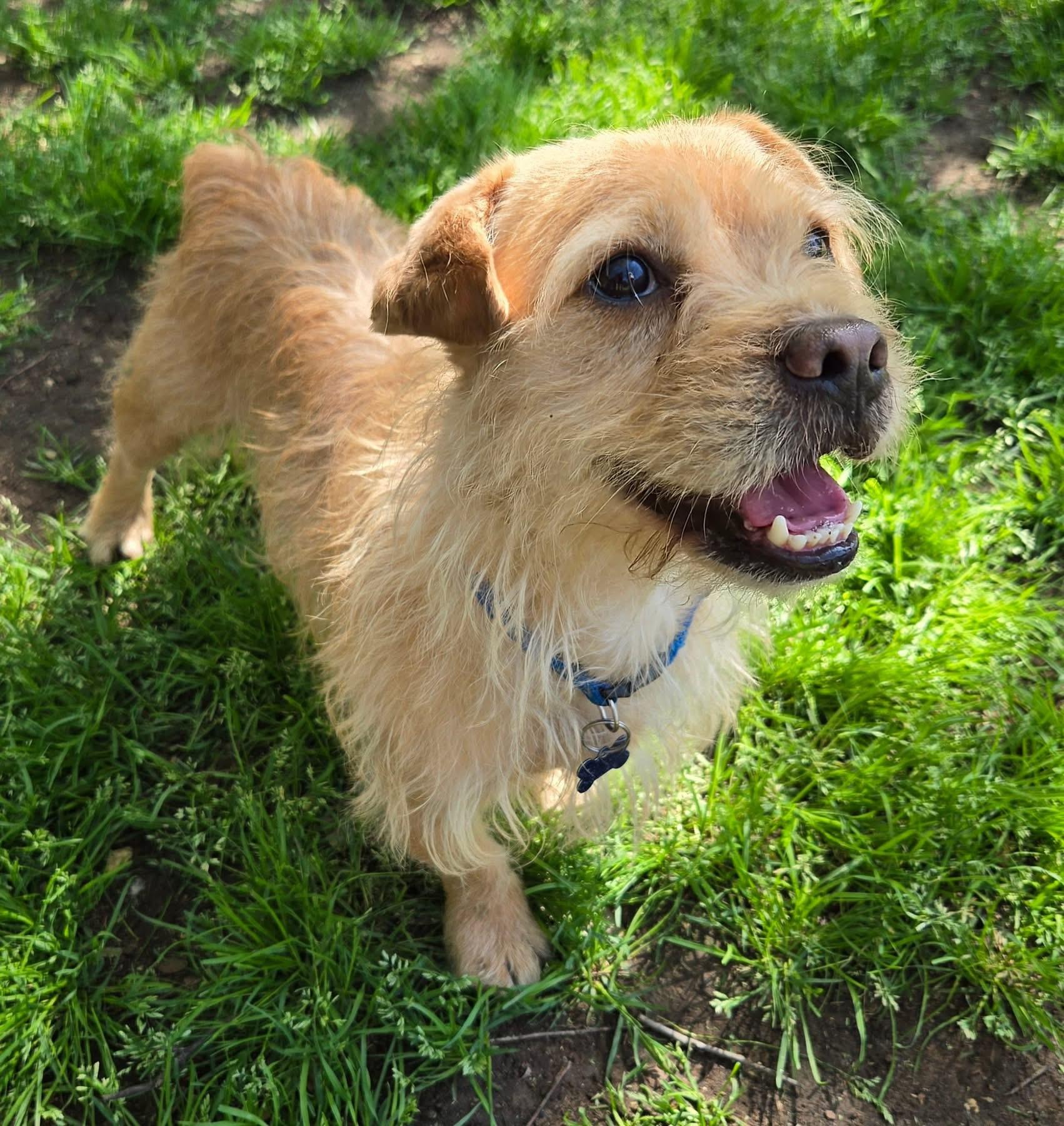 SCRUFFY, a Adoptable Norfolk Terrier in Grand Prairie, TX image 4/4