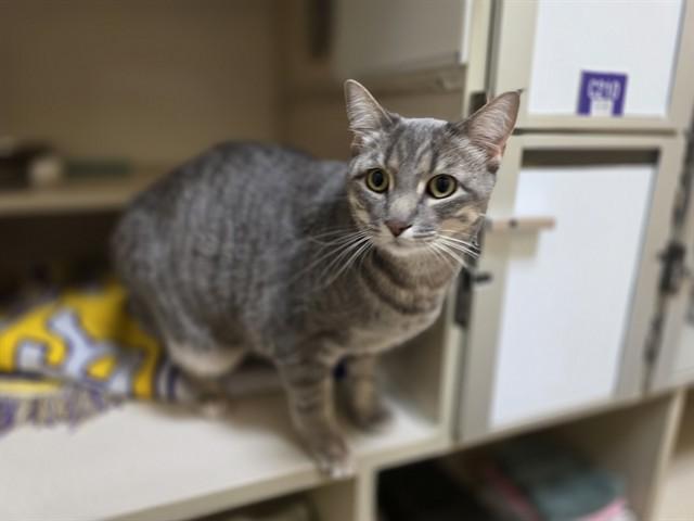 NALA, Adoptable, Young Female Domestic Short Hair.