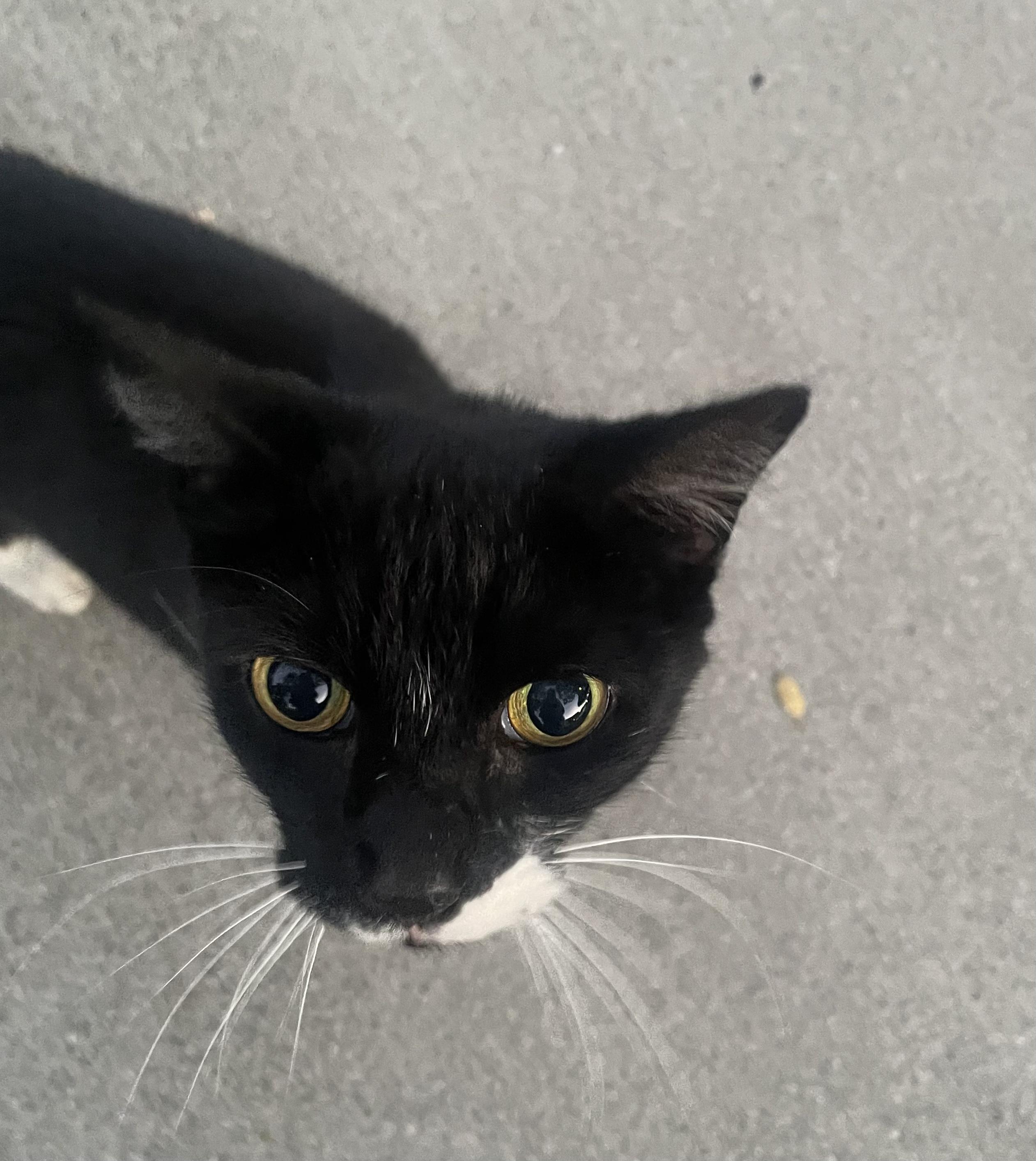 Seth, adopted, Young Male Domestic Short Hair.