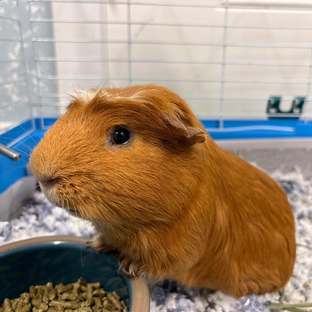 Piggy Stardust, Adoptable, Young Male Guinea Pig.