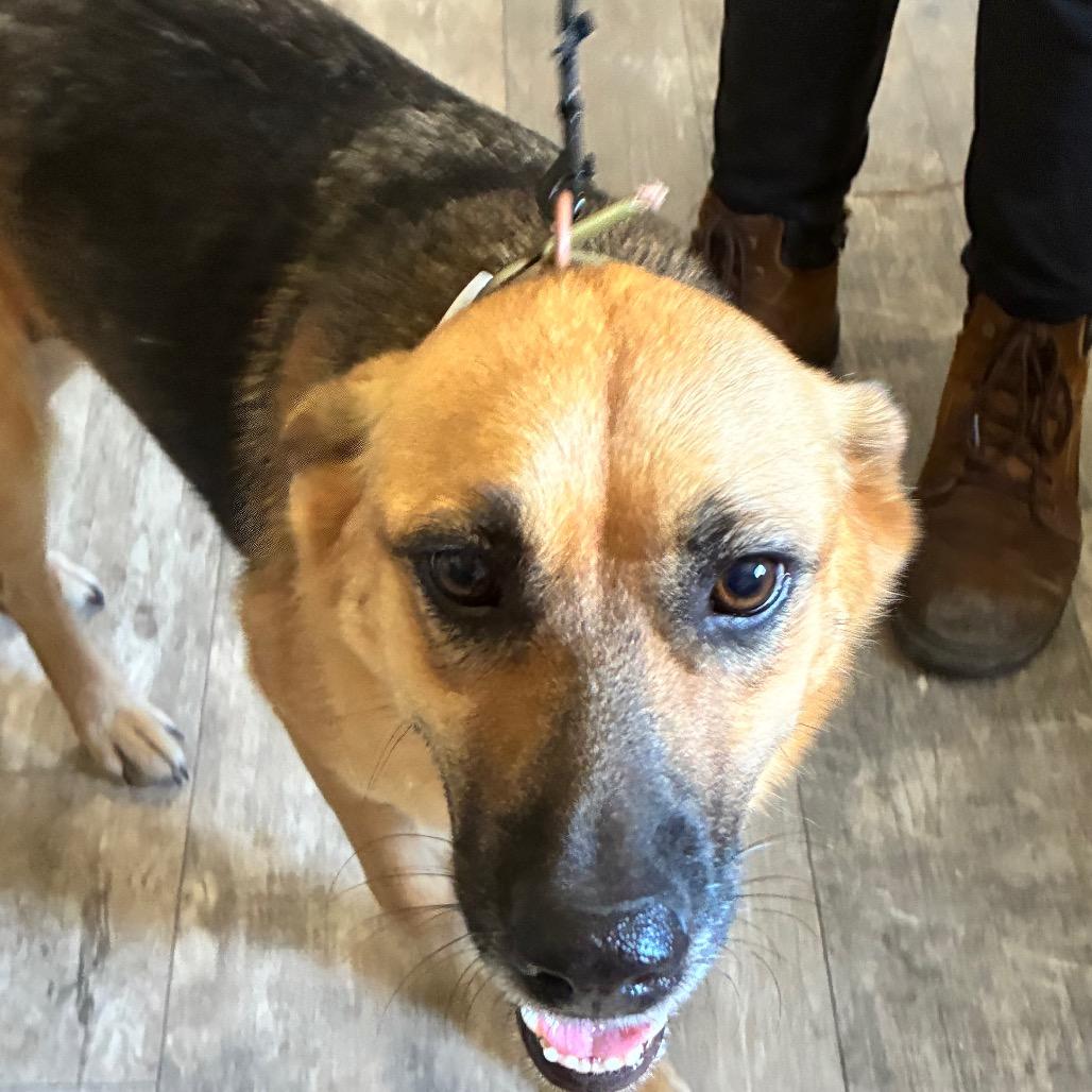 Enlarge Trixie, a Adoptable mixed breed in Hattiesburg, MS image 1/3