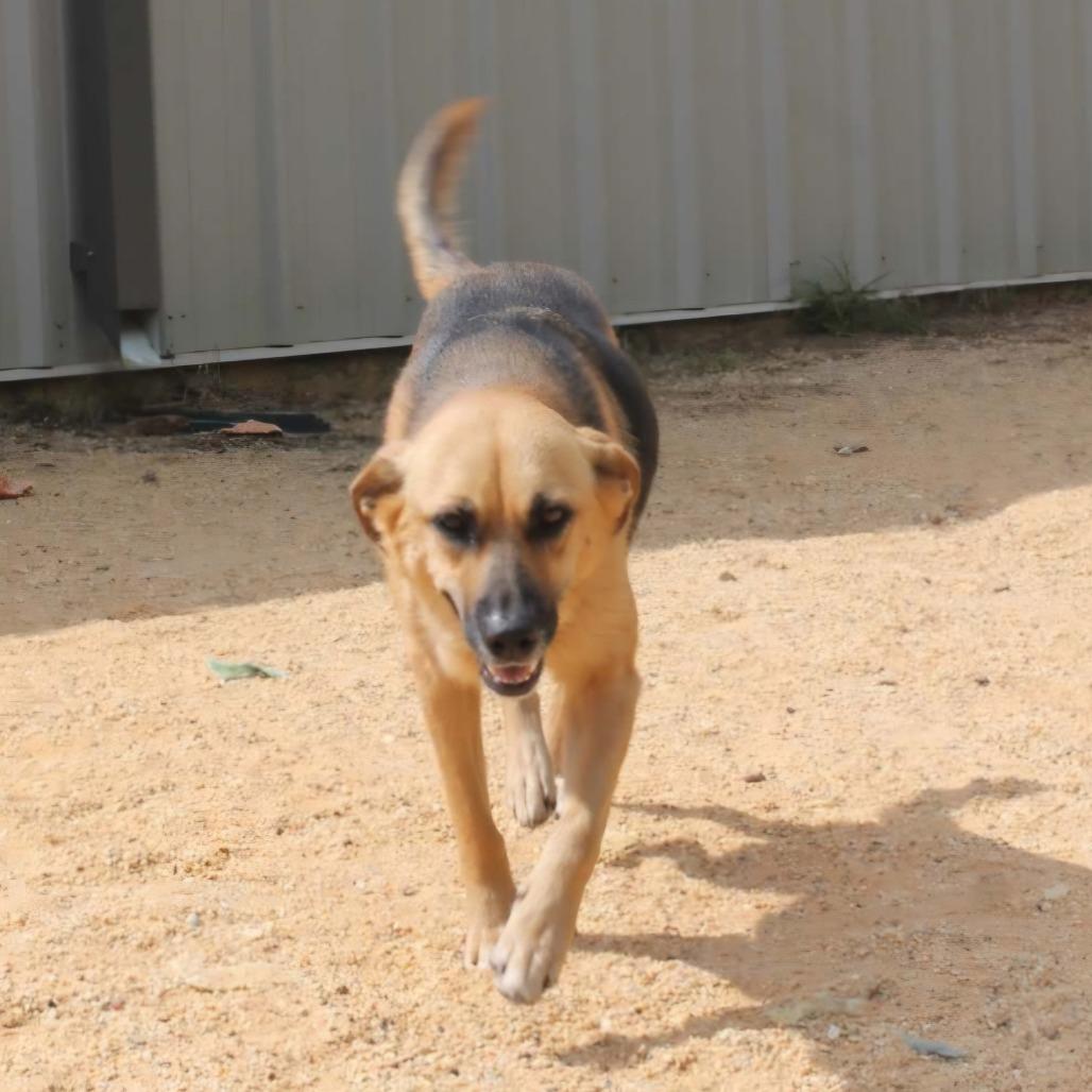 Enlarge Trixie, a Adoptable mixed breed in Hattiesburg, MS image 2/3