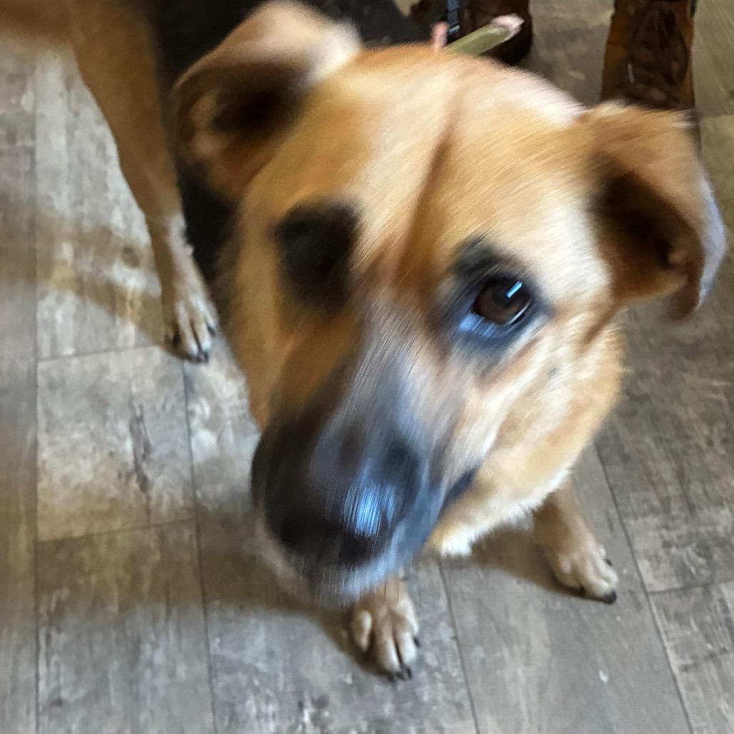 Enlarge Trixie, a Adoptable mixed breed in Hattiesburg, MS image 3/3