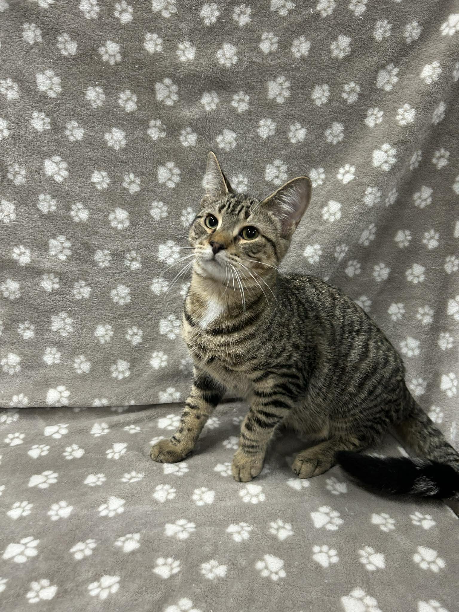 Enlarge GELATO, a Adoptable Domestic Short Hair in Tillsonburg, ON image 1/1