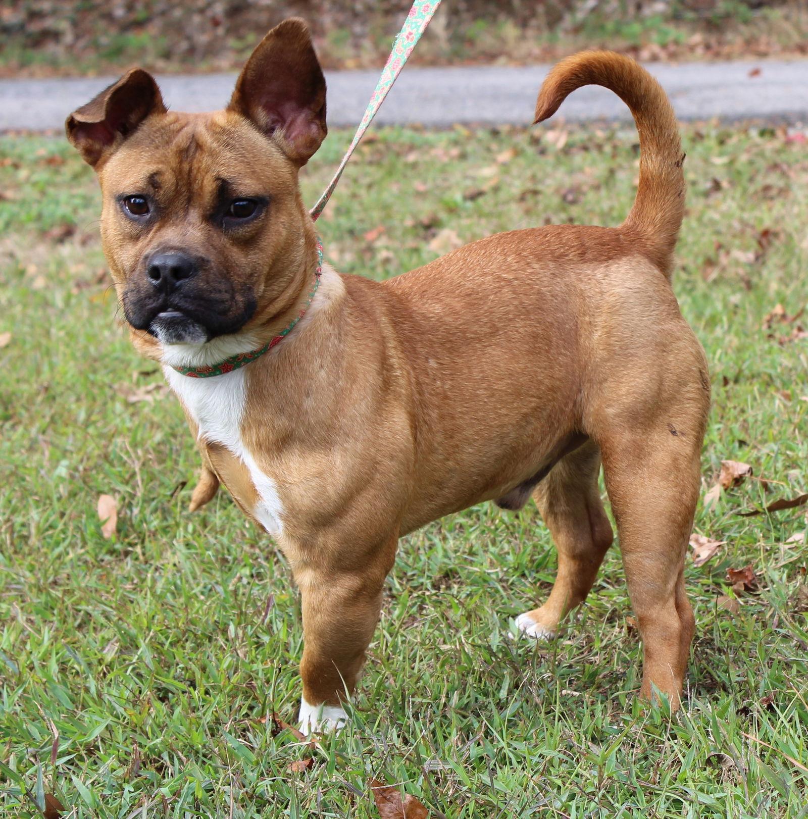 Enlarge Rudy 42707, a Adopted Boxer in Prattville, AL image 1/3