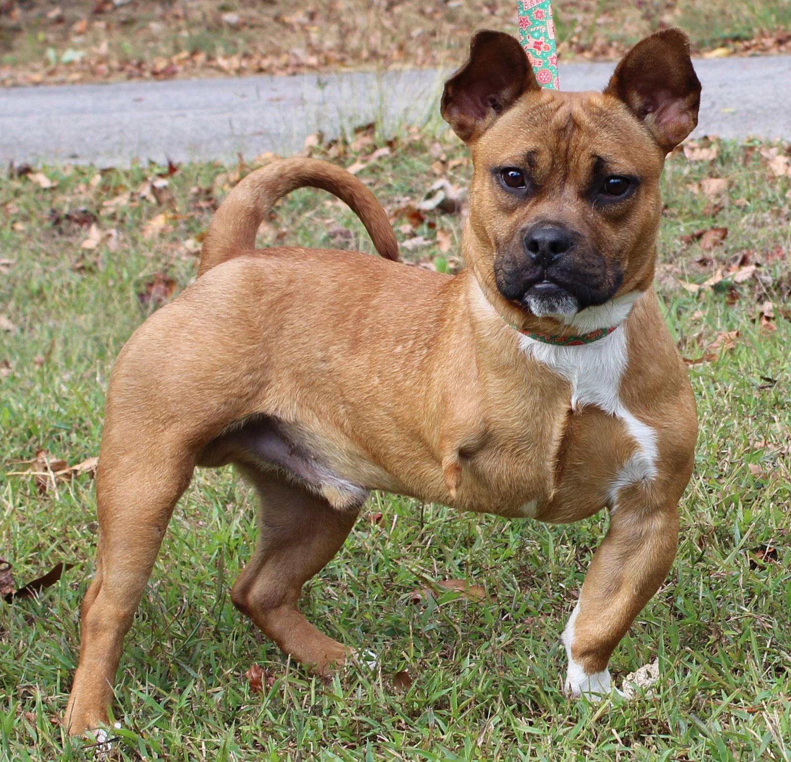 Enlarge Rudy 42707, a Adopted Boxer in Prattville, AL image 2/3