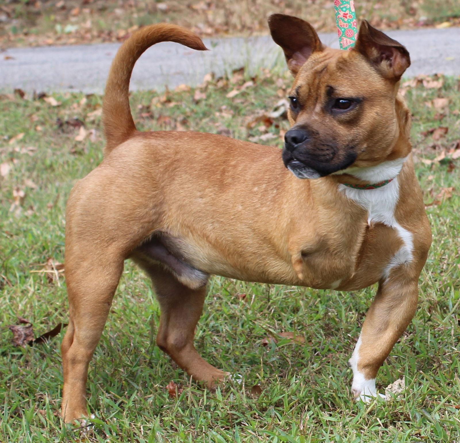 Enlarge Rudy 42707, a Adopted Boxer in Prattville, AL image 3/3