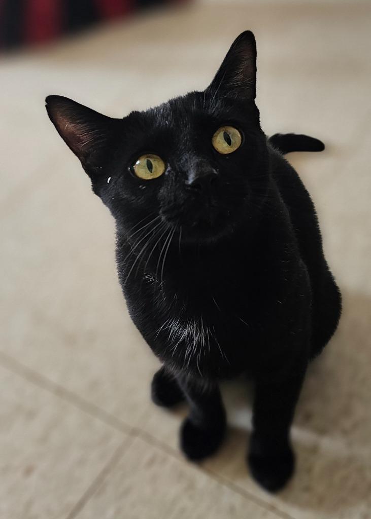 Promise, Adoptable, Young Female Domestic Short Hair.