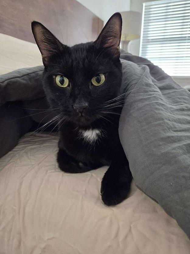 SHADOW, ADOPTABLE, Adult Male Domestic Short Hair.