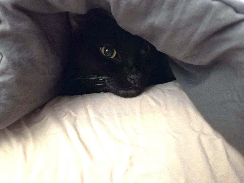 SHADOW, a ADOPTABLE Domestic Short Hair in Pegram, TN image 4/5