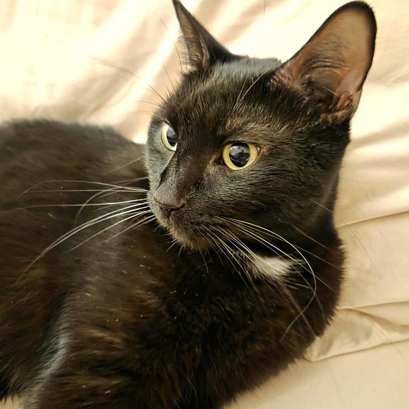 SHADOW, a ADOPTABLE Domestic Short Hair in Pegram, TN image 5/5