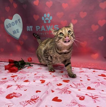 Mercury, Adoptable, Young Female Domestic Short Hair & Torbie.