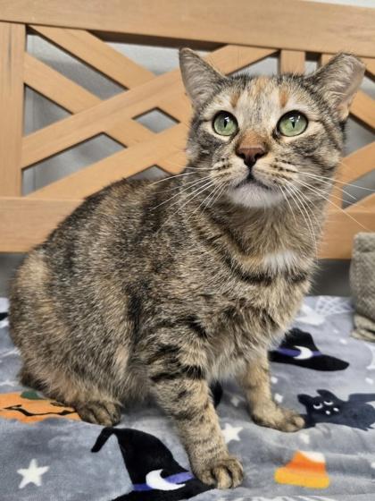 Mercury, a Adoptable mixed breed in Tinley Park, IL image 2/6