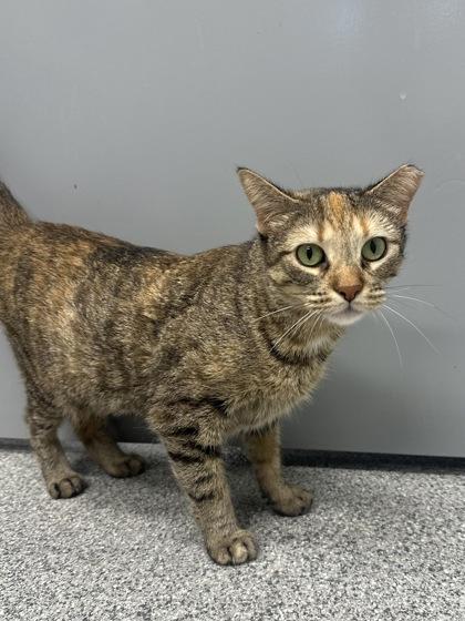 Mercury, a Adoptable mixed breed in Tinley Park, IL image 3/6