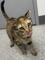 Mercury, a Adoptable mixed breed in Tinley Park, IL image 5/6