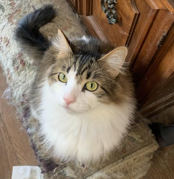 River, Adoptable, Adult Male Domestic Long Hair.