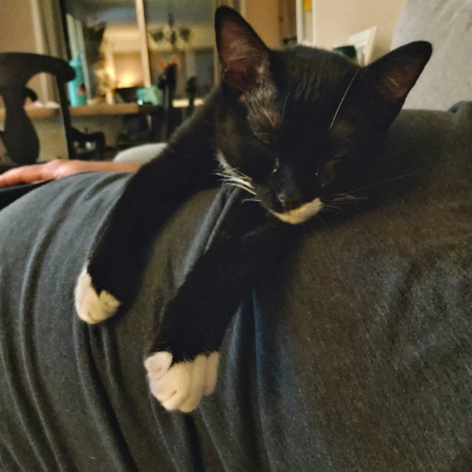 Lumi + Clover, a Adoptable Domestic Short Hair image 1/3