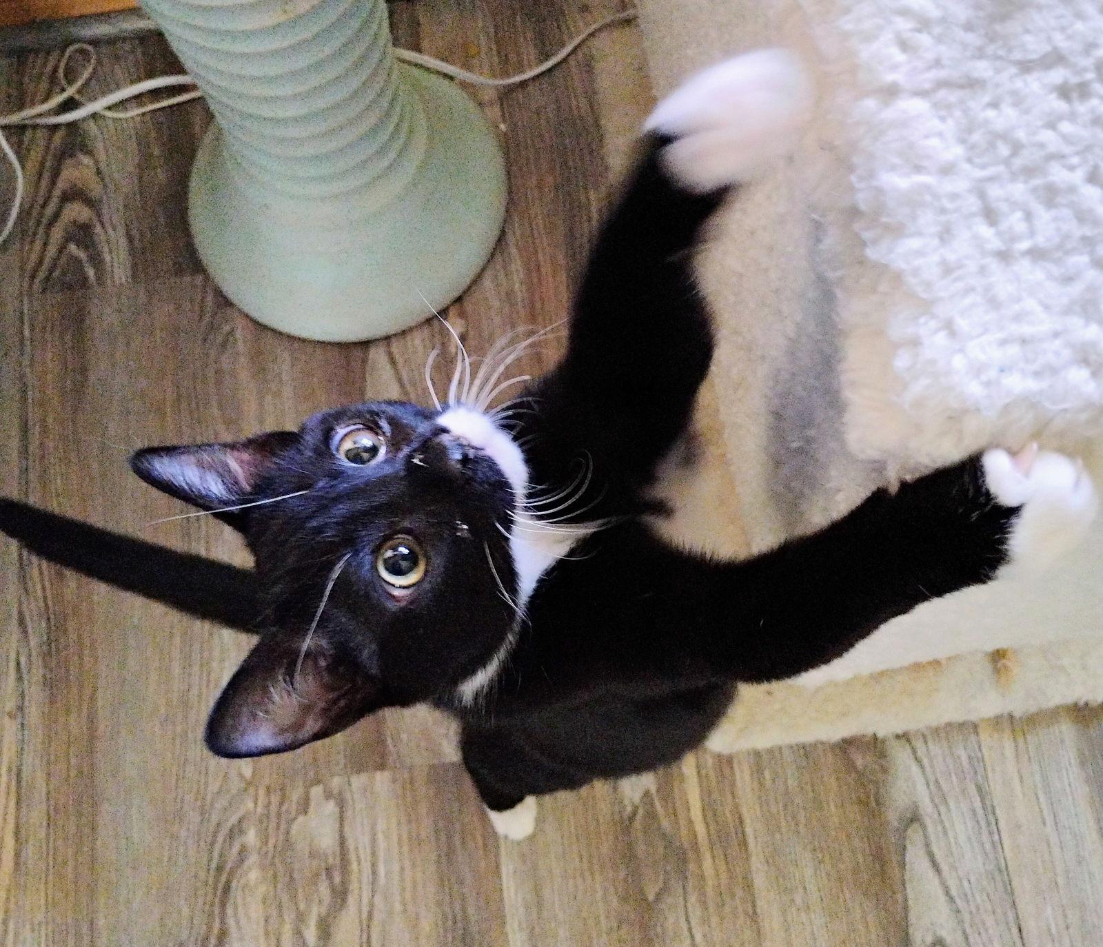 Lumi + Clover, a Adoptable Domestic Short Hair image 2/3