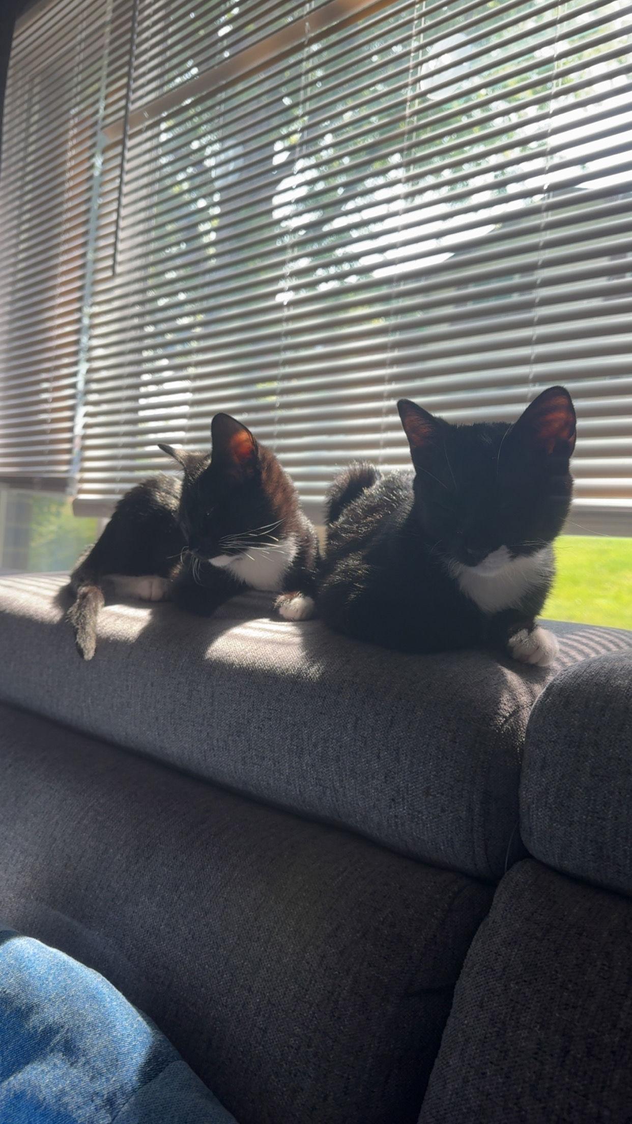 Lumi + Clover, a Adoptable Domestic Short Hair image 3/3