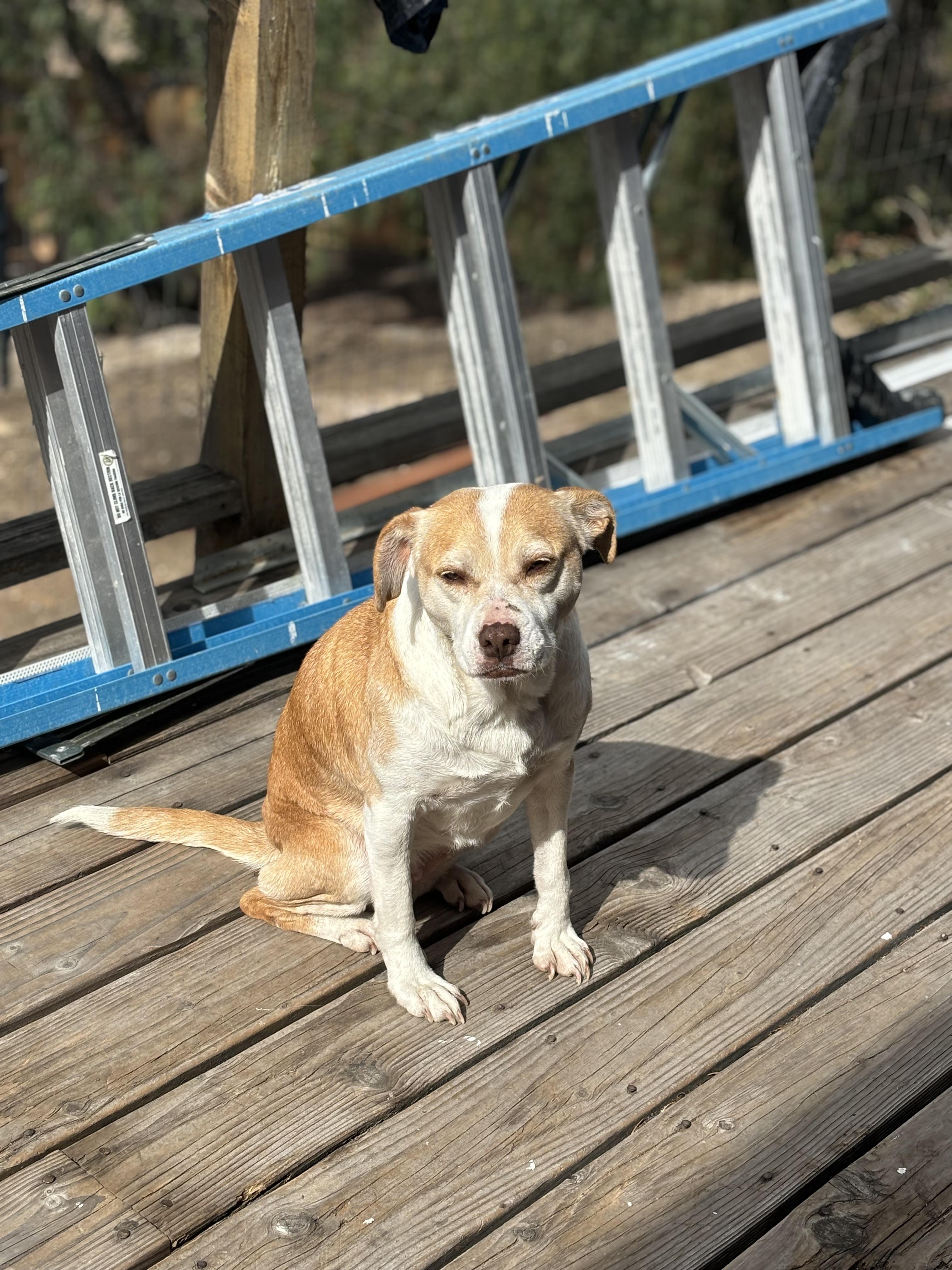 Granma Emma, Adoptable, Senior Female Mixed Breed.