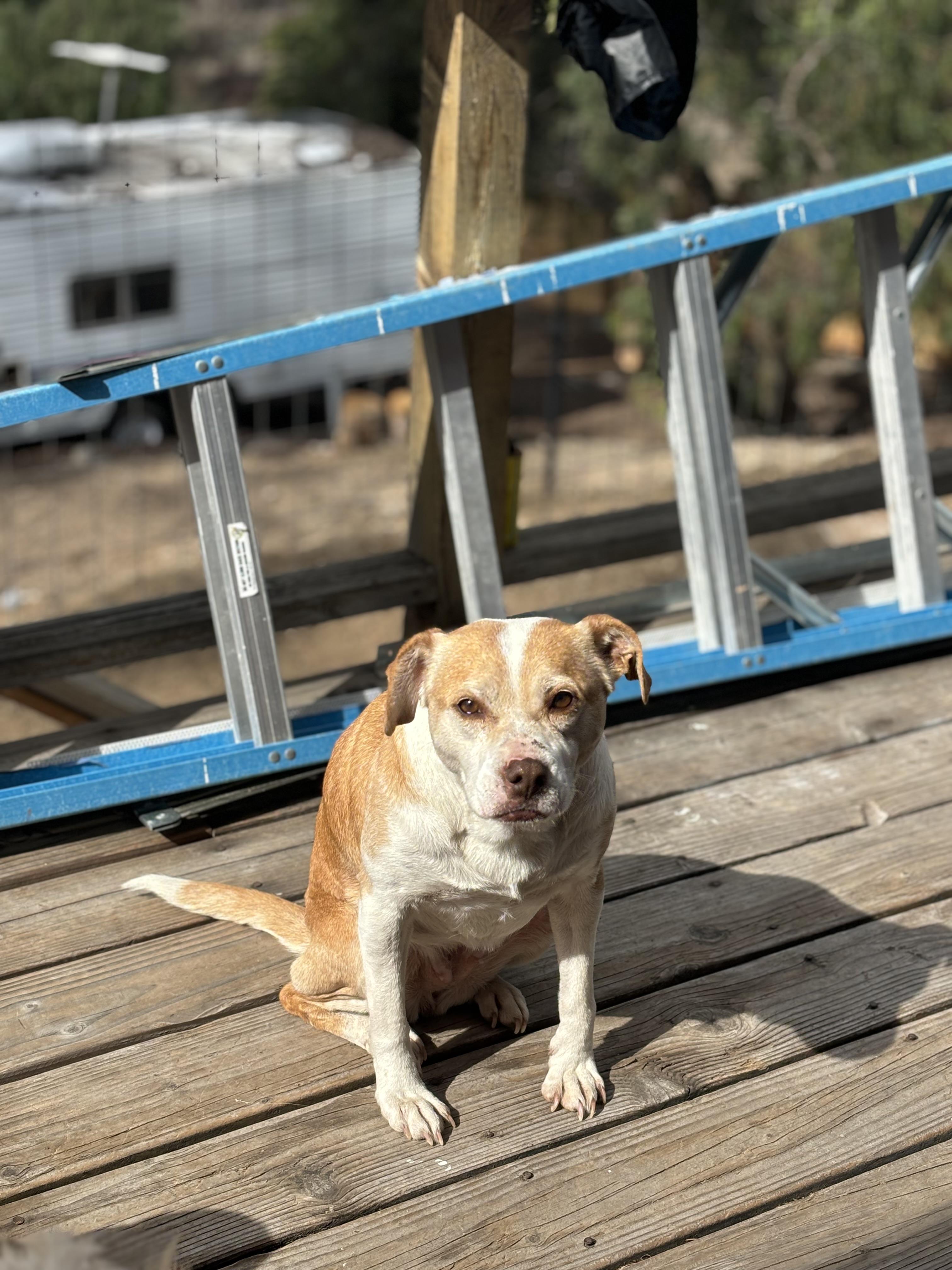 Granma Emma, a Adoptable mixed breed in Chula Vista, CA image 3/4