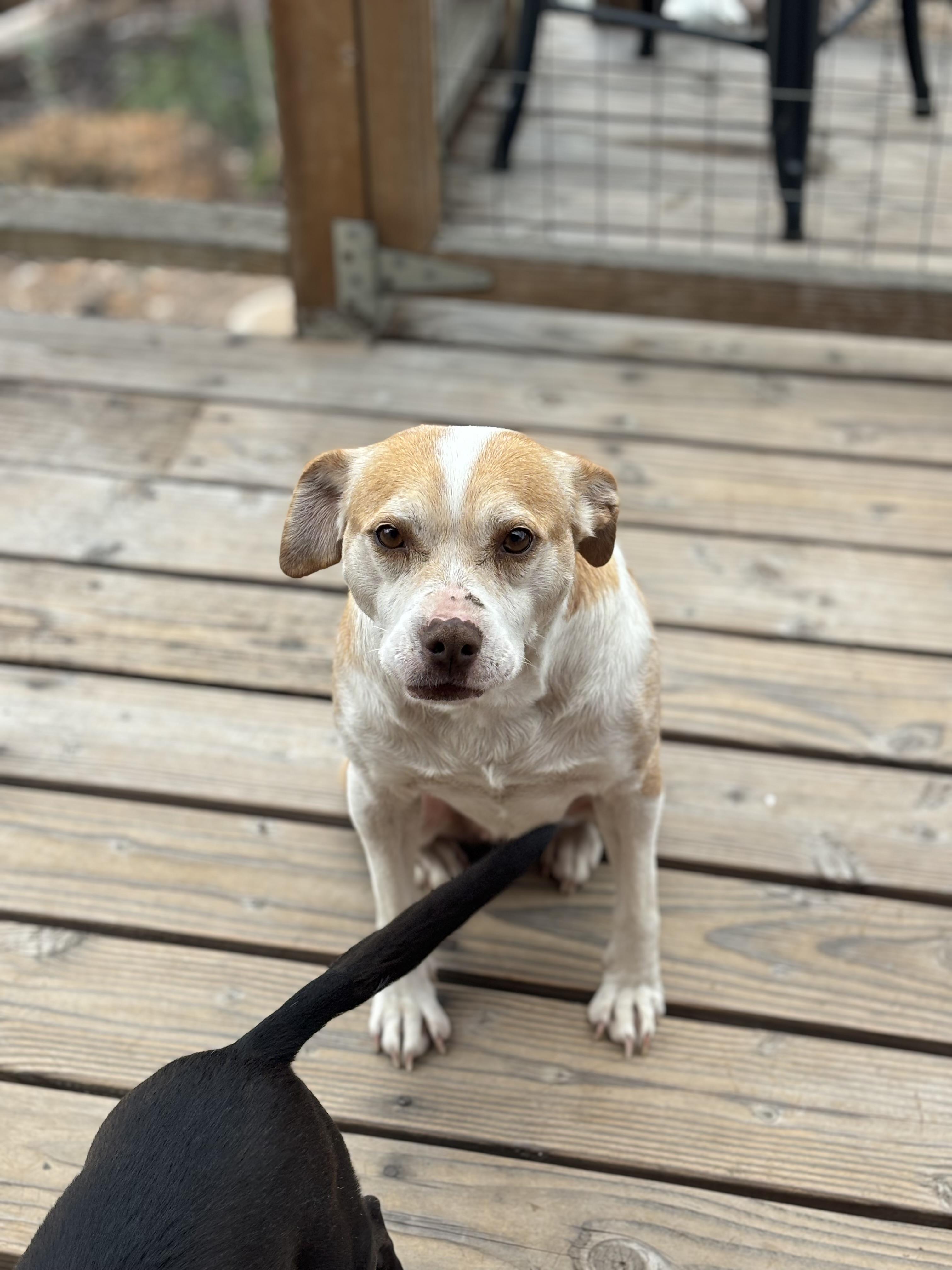 Granma Emma, a Adoptable mixed breed in Chula Vista, CA image 4/4