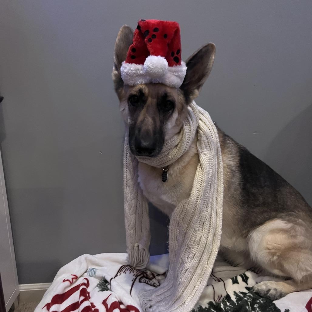 Enlarge Maude *Bonded with Henrietta*, a Adoptable mixed breed in Northbrook, IL image 1/6