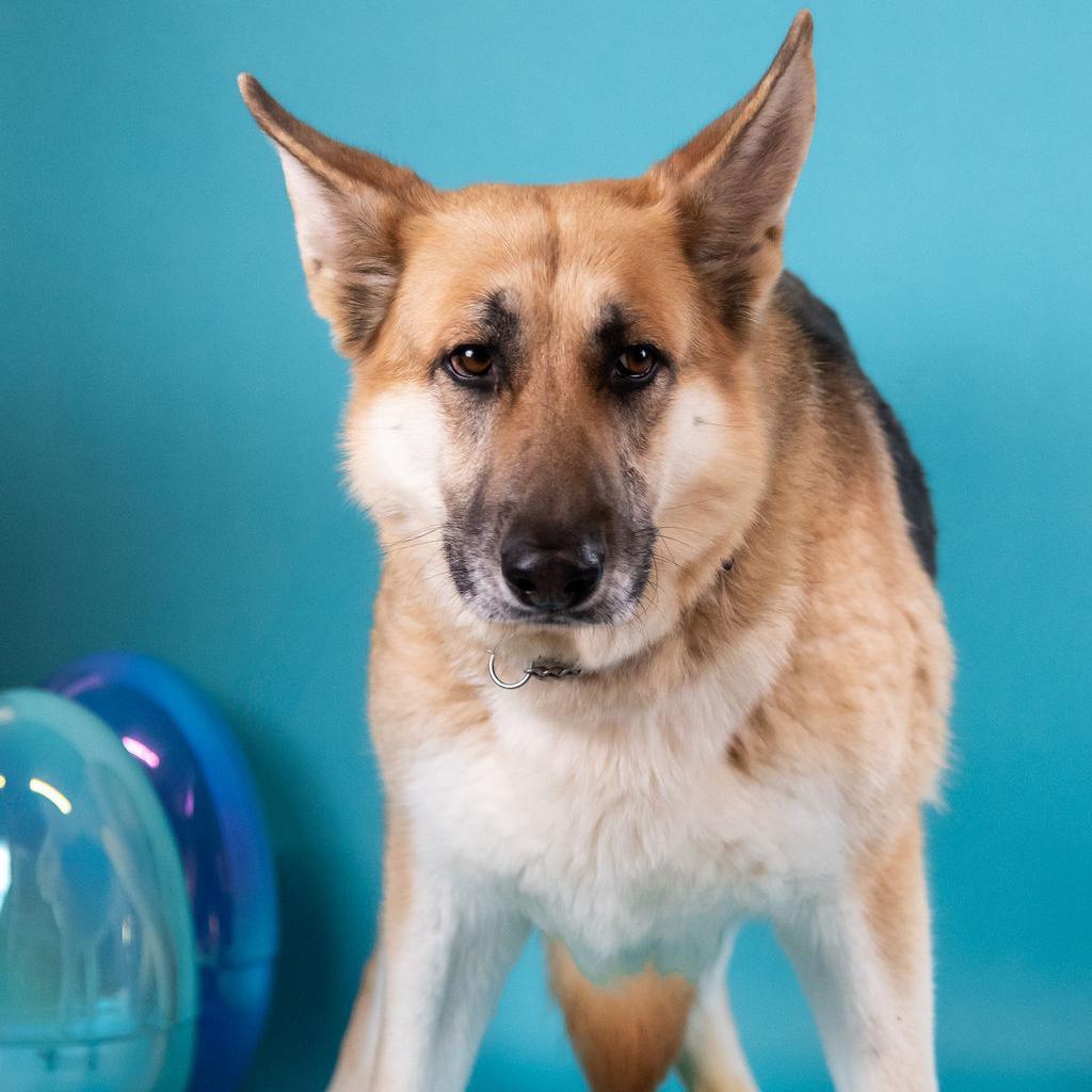 Maude *Bonded with Henrietta*, Adoptable, Senior Female German Shepherd Dog.