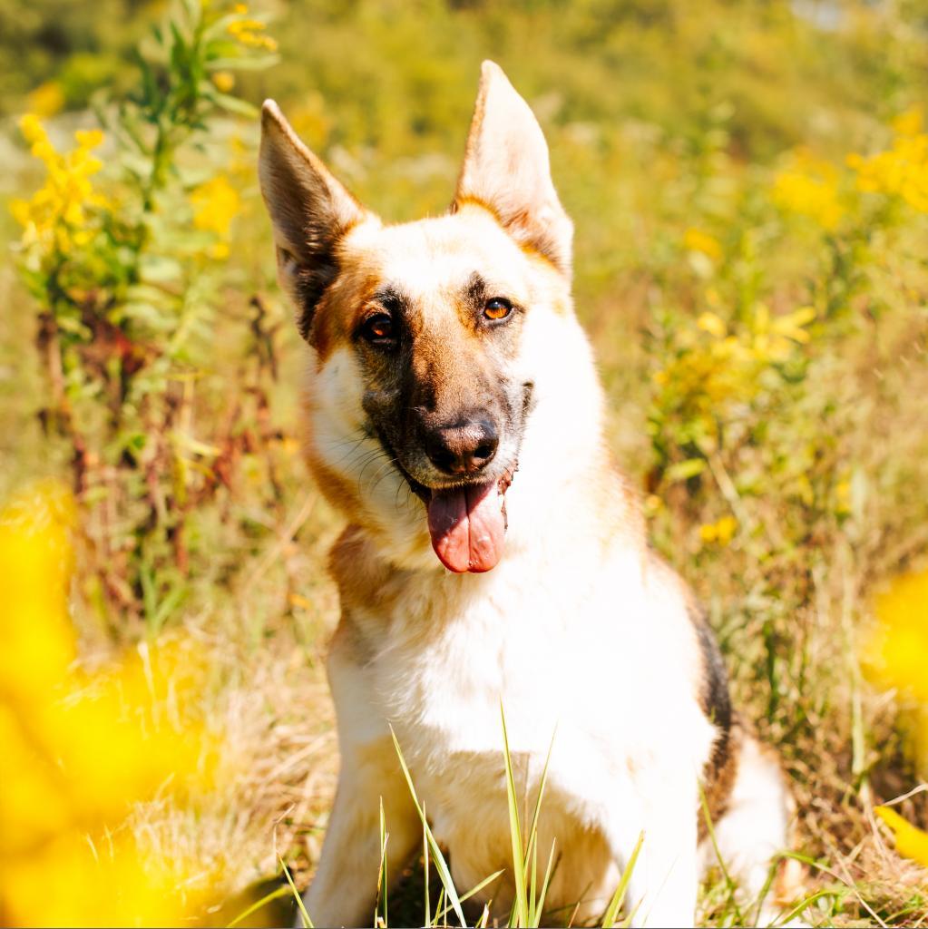Enlarge Maude *Bonded with Henrietta*, a Adoptable mixed breed in Northbrook, IL image 3/6