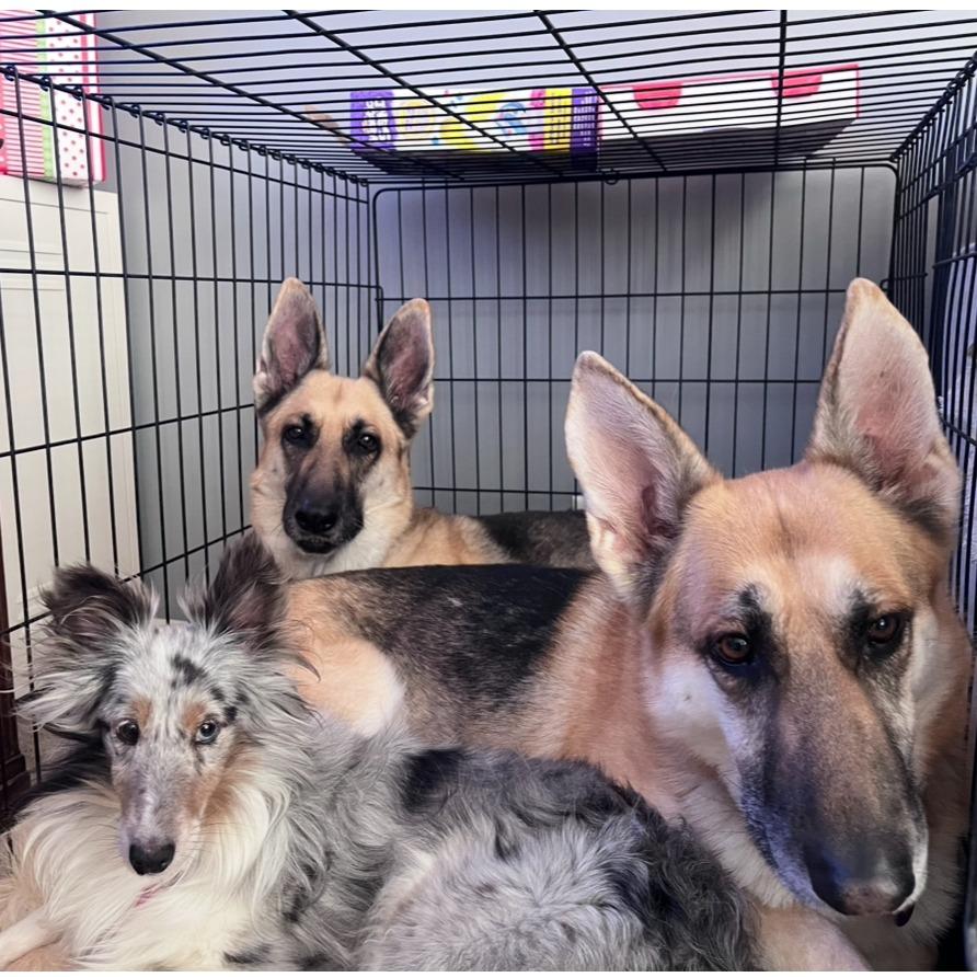 Enlarge Maude *Bonded with Henrietta*, a Adoptable mixed breed in Northbrook, IL image 4/6