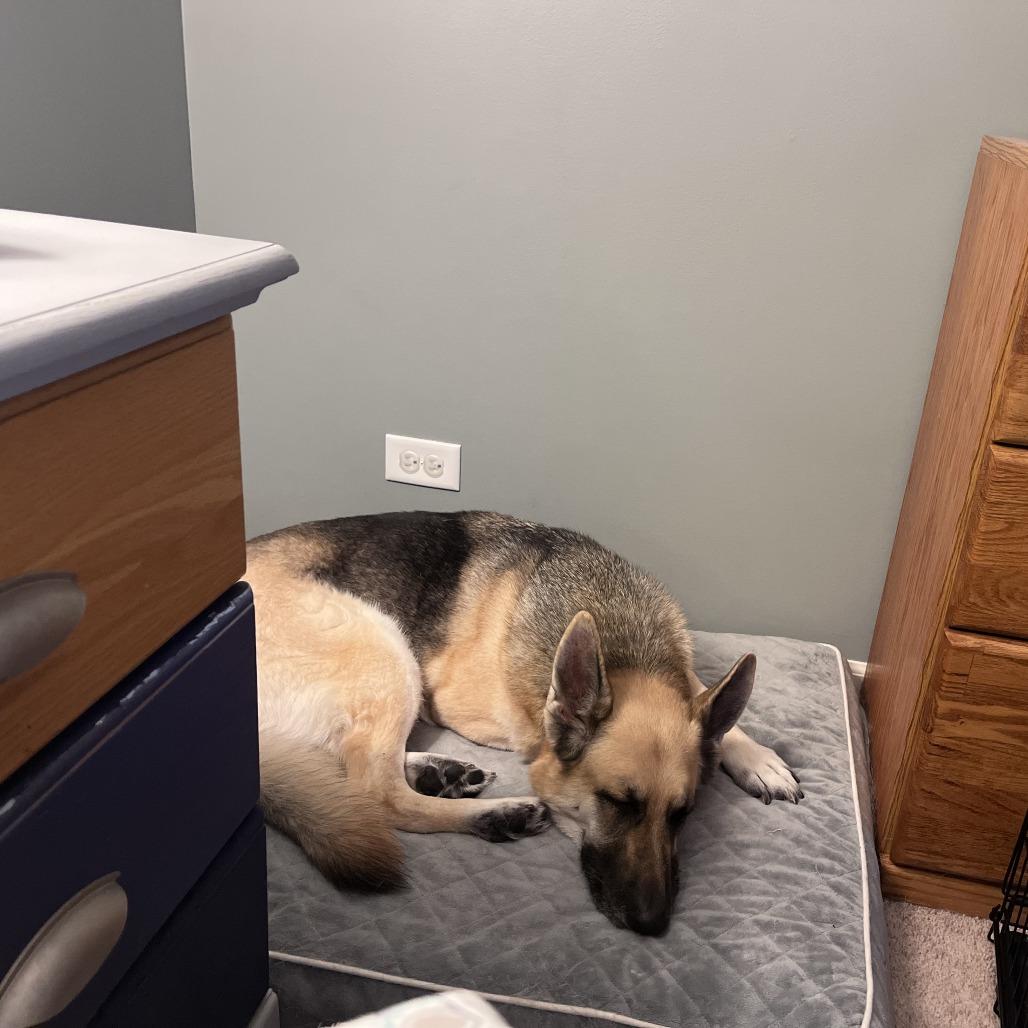 Enlarge Maude *Bonded with Henrietta*, a Adoptable mixed breed in Northbrook, IL image 5/6