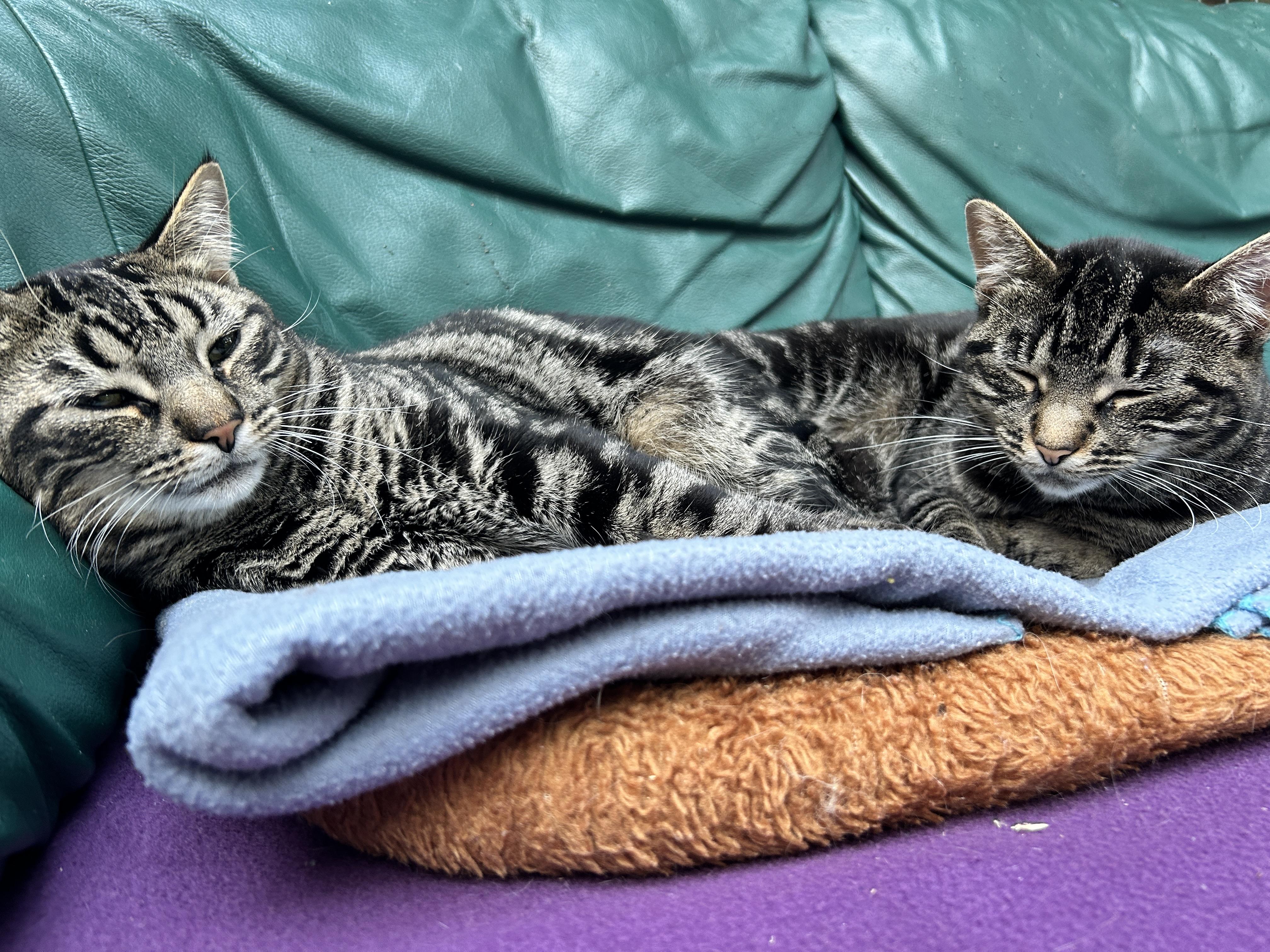 Delmar and Valka (Bonded Siblings)