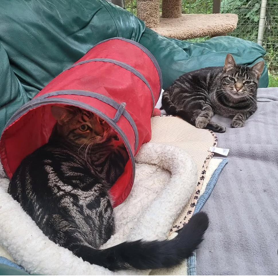 Enlarge Delmar and Valka (Bonded Siblings), a Adoptable Tabby image 4/6