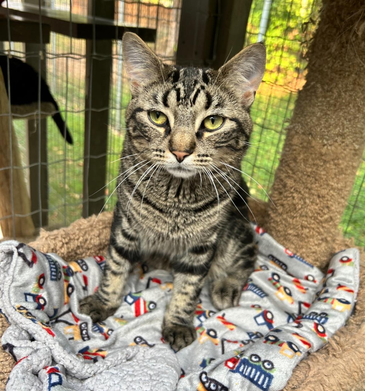 Enlarge Delmar and Valka (Bonded Siblings), a Adoptable Tabby image 5/6