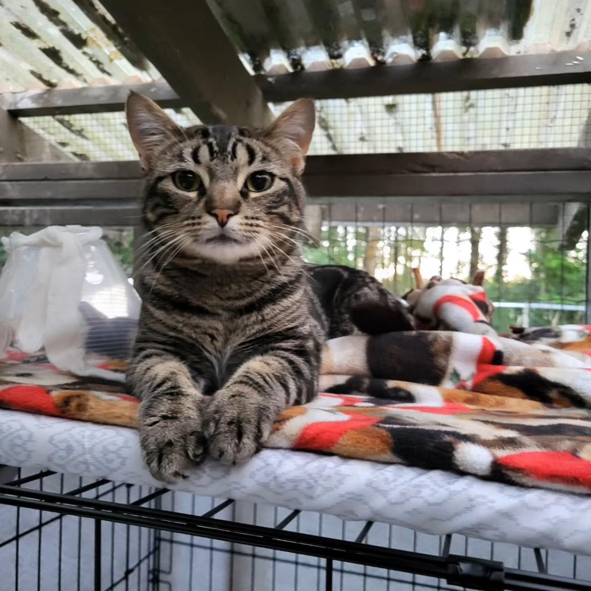 Enlarge Delmar and Valka (Bonded Siblings), a Adoptable Tabby image 3/6