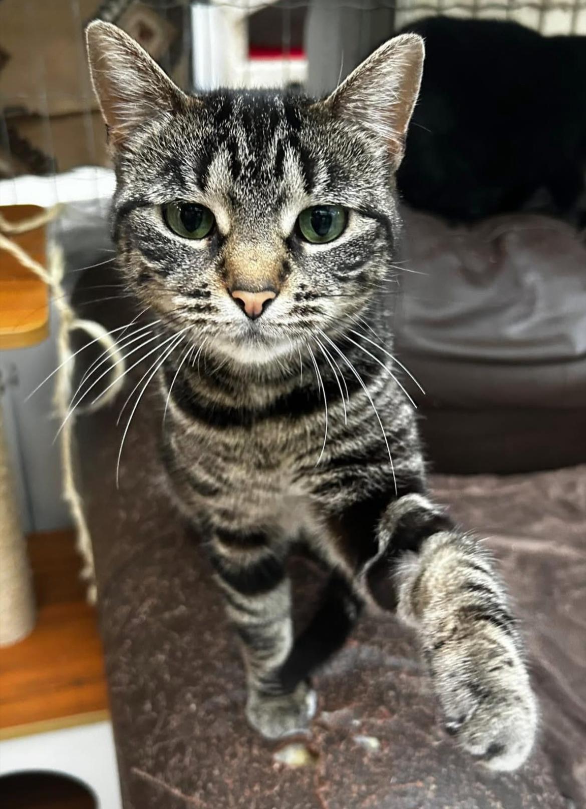 Delmar and Valka (Bonded Siblings)