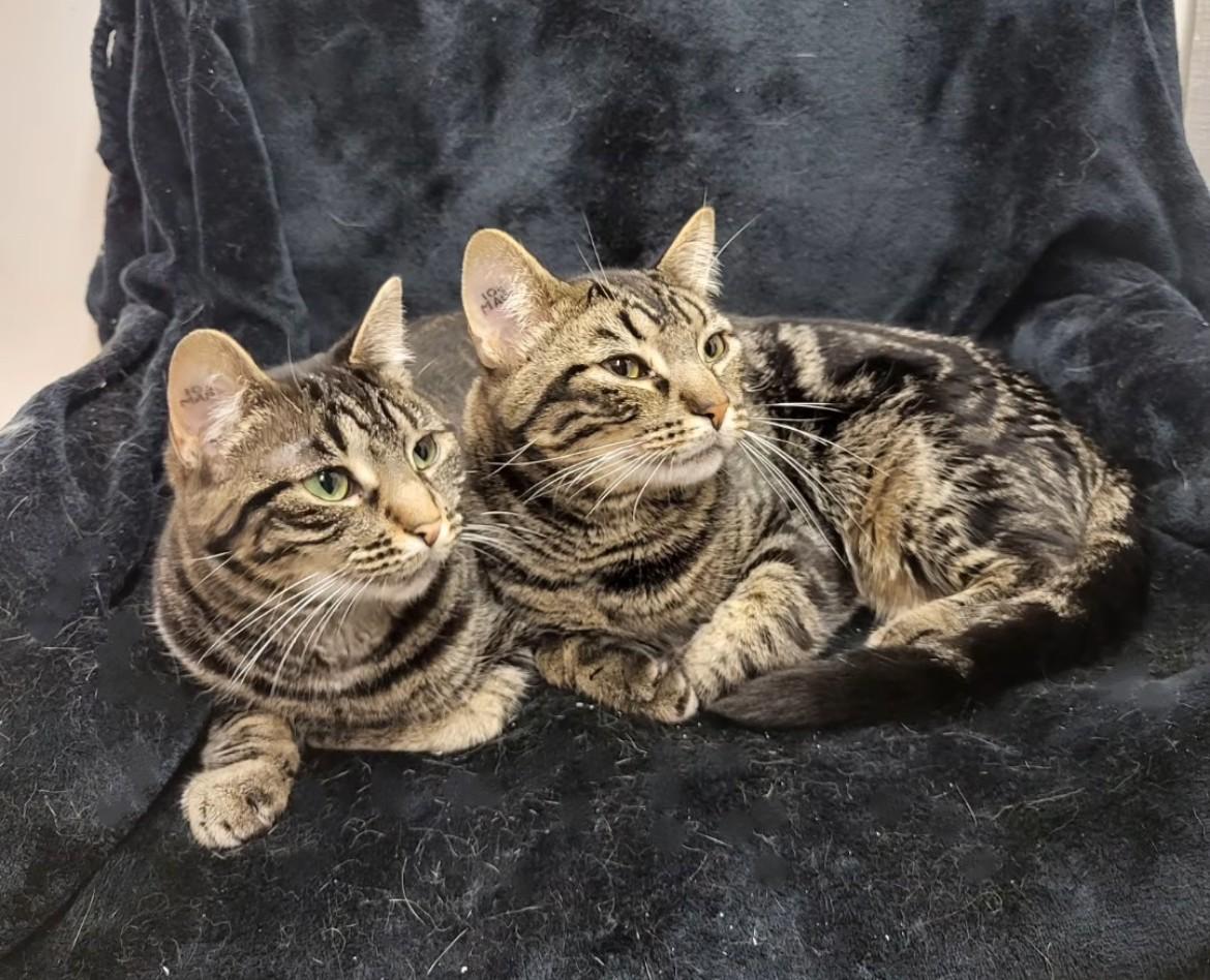 Delmar and Valka (Bonded Siblings), Adoptable, Young Male Tabby.