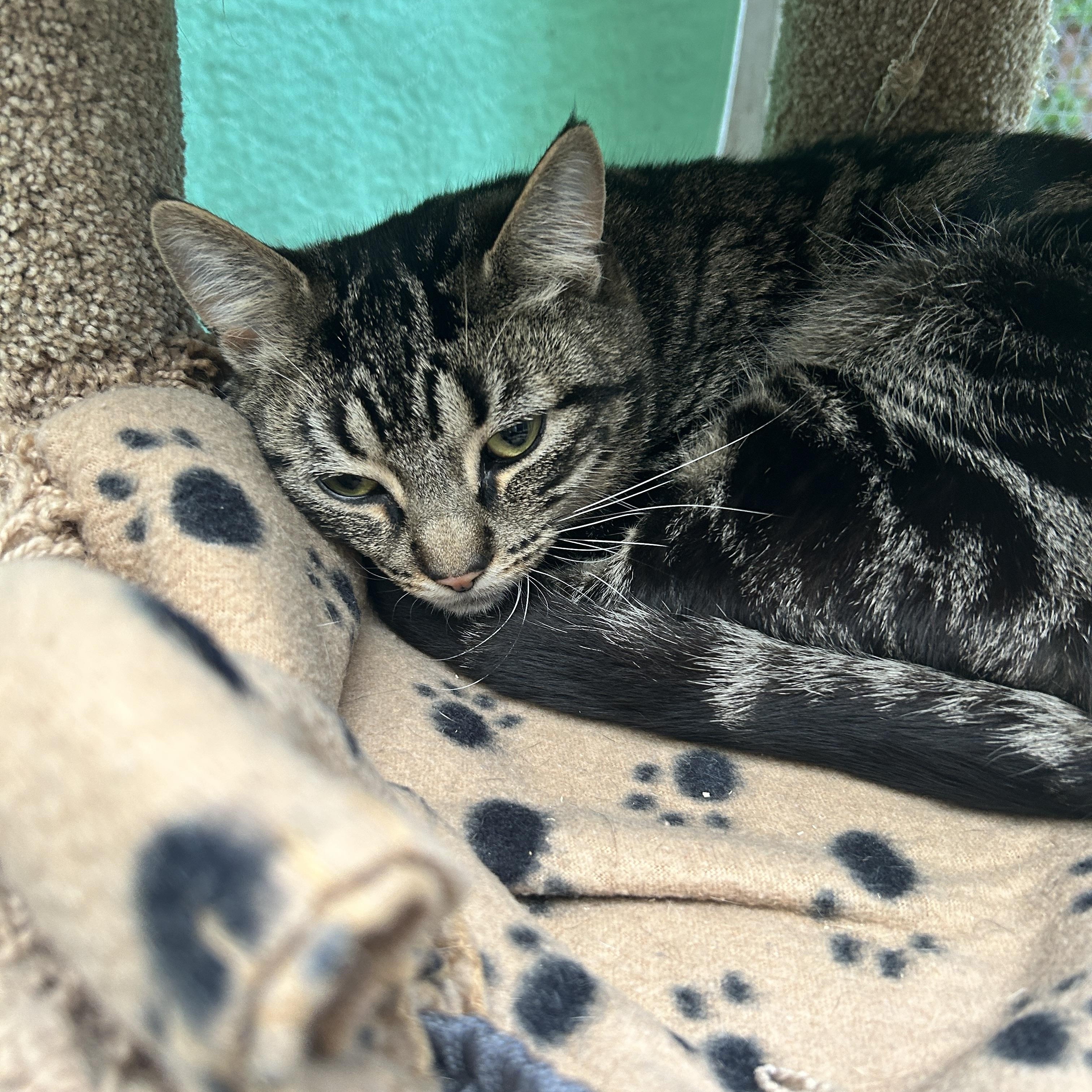 Delmar and Valka (Bonded Siblings)