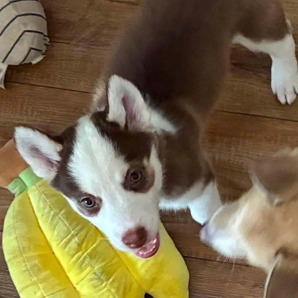Enlarge Willow, a ADOPTABLE Mixed Breed in Alma, MI image 2/3