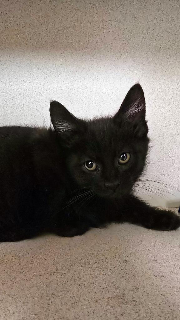 Enlarge Edward, a ADOPTABLE Domestic Short Hair in Webster City, IA image 1/1